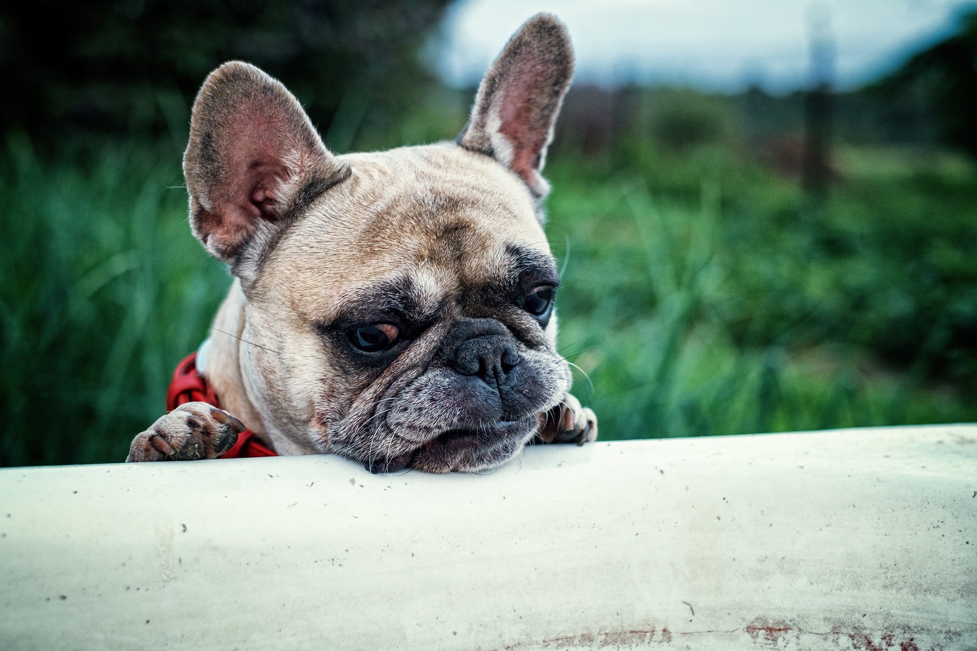 Dog allergies are pretty similar to yours | Popular Science