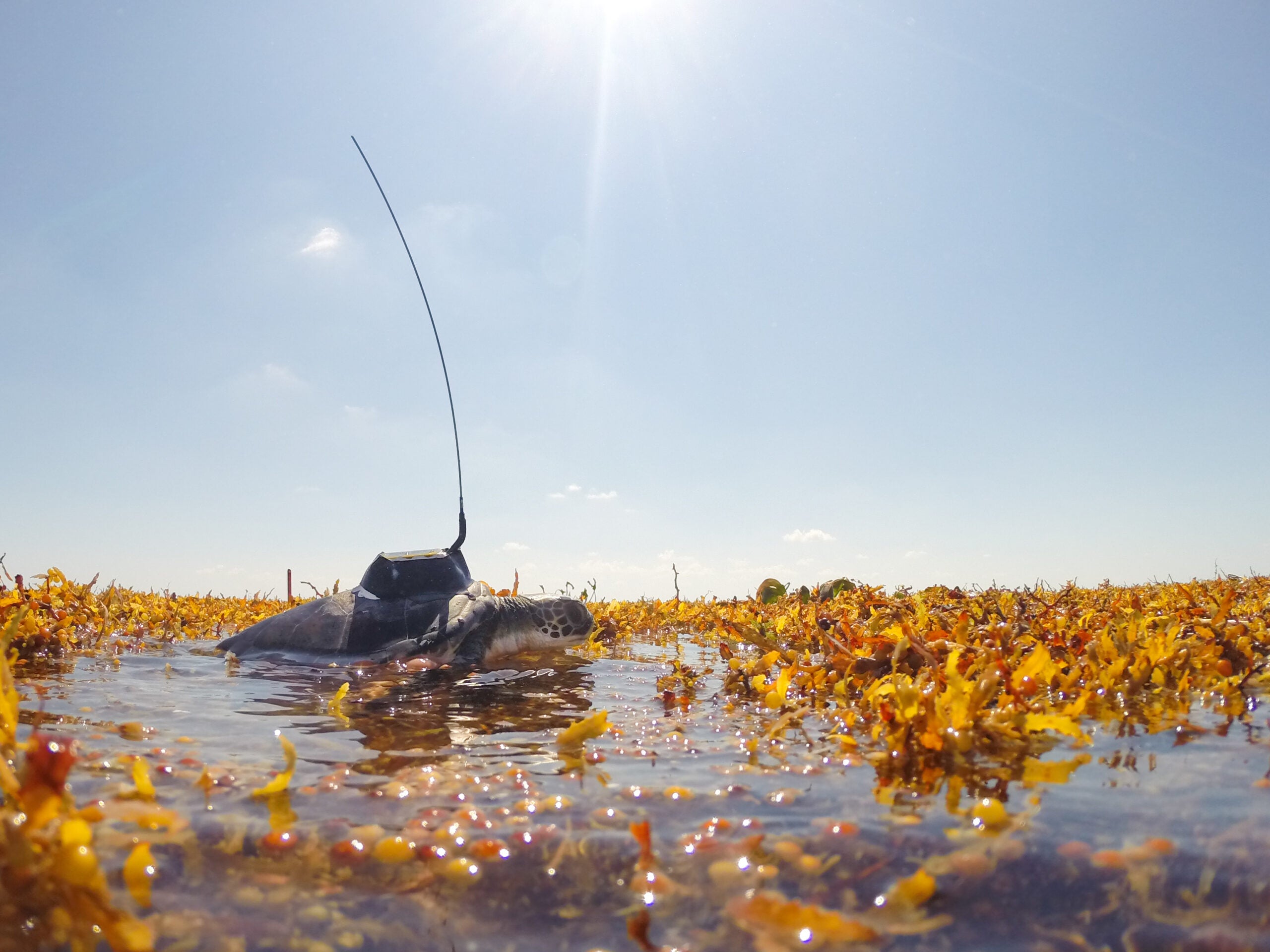 We may finally know where turtles spend their ‘lost years’ | Popular Science