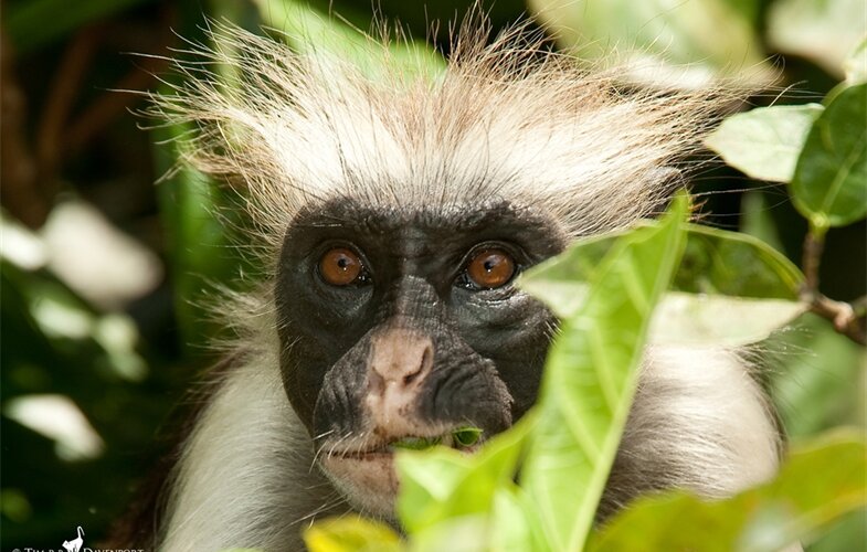 One of Africa's rarest primates protected by... speedbumps