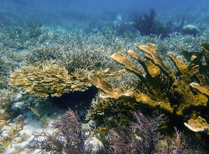 Reef-building corals and microscopic algae within their cells evolve together