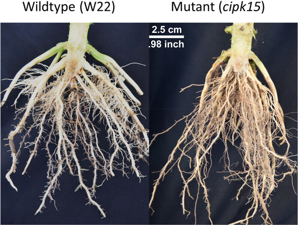 Researchers identify a gene that regulates the angle of root growth in corn 17 Researchers identify a gene that regulates the angle of root growth in corn