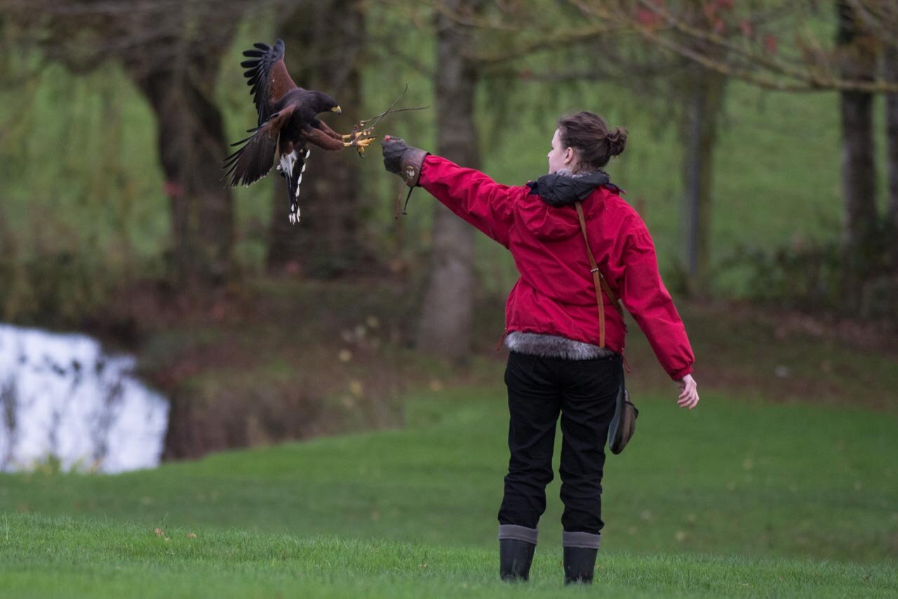 Perching behavior of hawks suggests ways to improve perching by drones