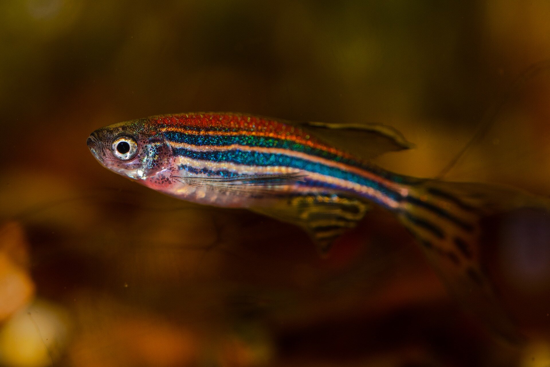 Largest genetic atlas for zebrafish 'breakthrough' for biomedical research