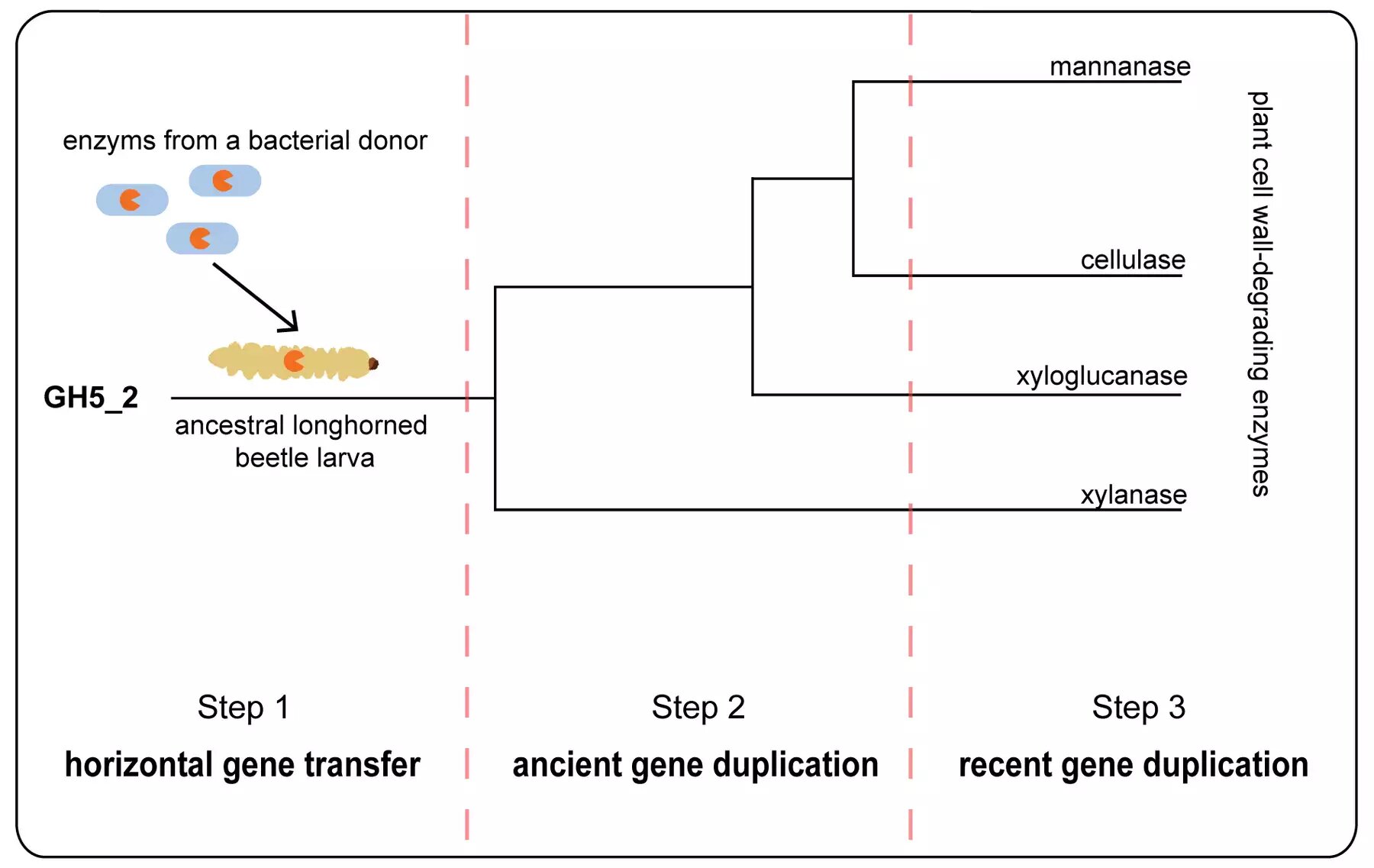 Enzyme of bacterial origin promoted the evolution of longhorned beetles