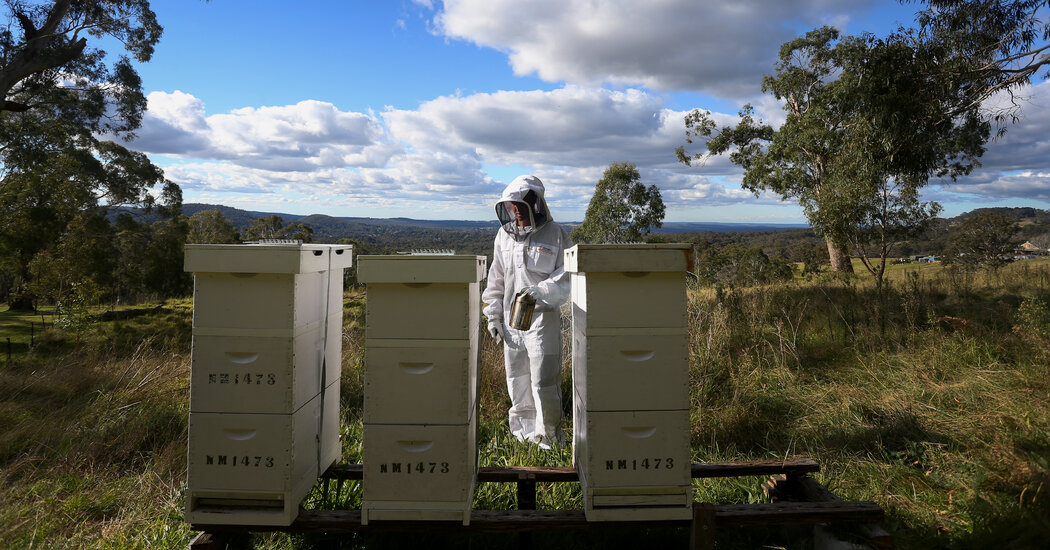 To Save Its Honey Industry, Australia Is Killing Bees by the Millions