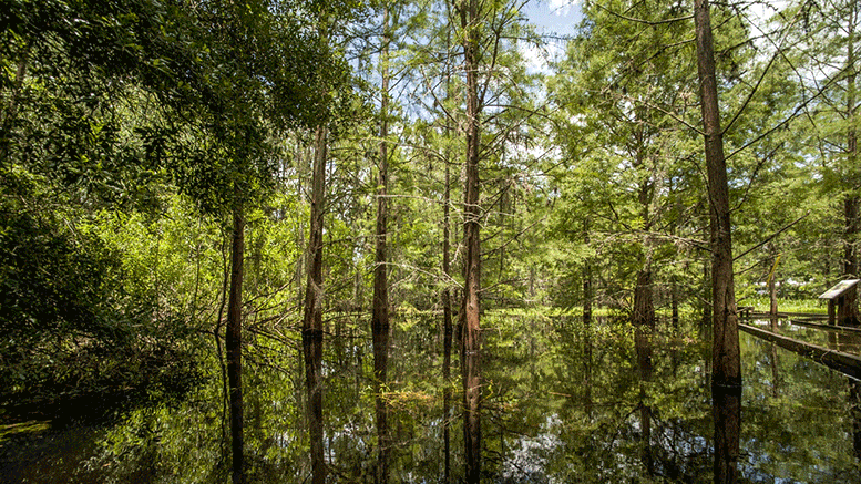 DNA Hoarders: Genetic Duplication Linked to the Origin and Evolution of Pine Trees and Their Relatives 22 DNA Hoarders: Genetic Duplication Linked to the Origin and Evolution of Pine Trees and Their Relatives