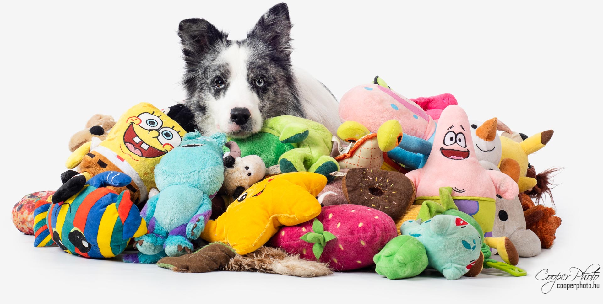 Smarter Than You Think: Scientists Find That Dogs Have Complex Mental Images of Familiar Things