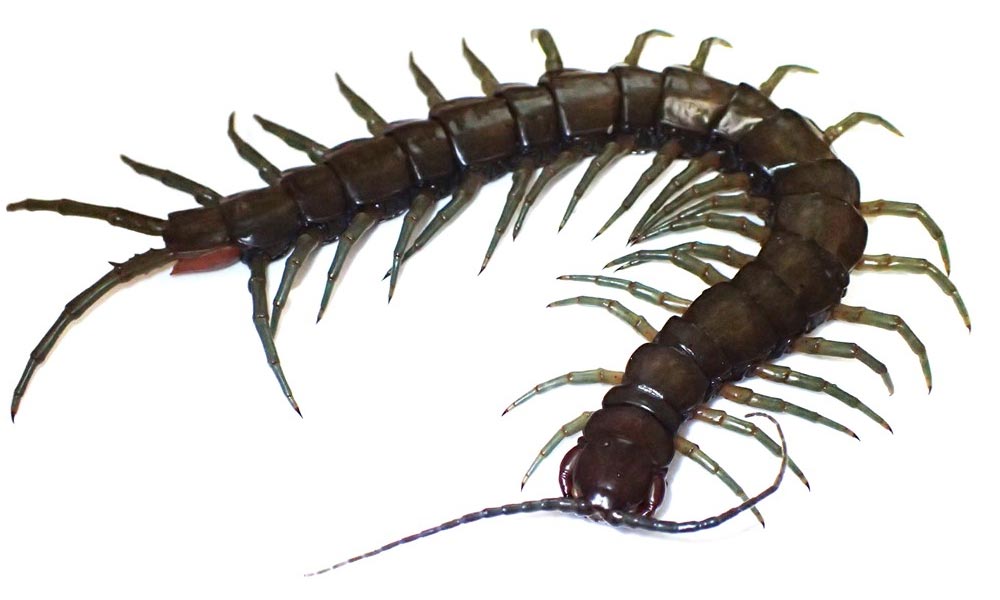 Large New Amphibious Centipede Species Discovered in Okinawa and Taiwan