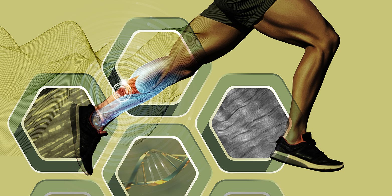 How Tendons Become Stiffer and Stronger – Newly Discovered Cellular Mechanisms