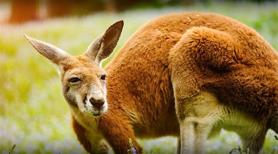 ASIC Seeks 5 Year Extension of Retail OTC Brokers’ Financial Requirements