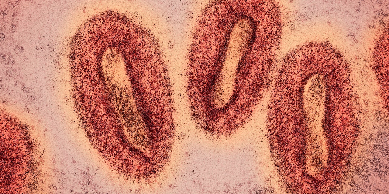 Monkeypox Virus May Have Undergone ‘Accelerated Evolution’ in Current Outbreak 106 Monkeypox Virus May Have Undergone ‘Accelerated Evolution’ in Current Outbreak