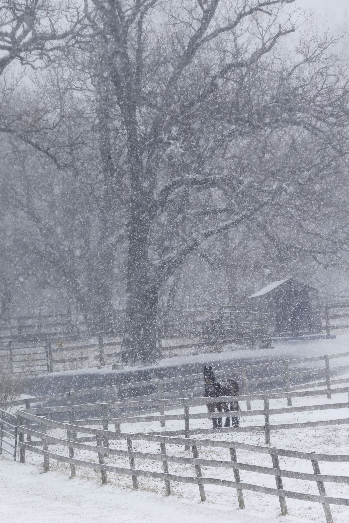 A horse stands in a snowy pasture along Hart Road on March 15, 2021, in Barrington.