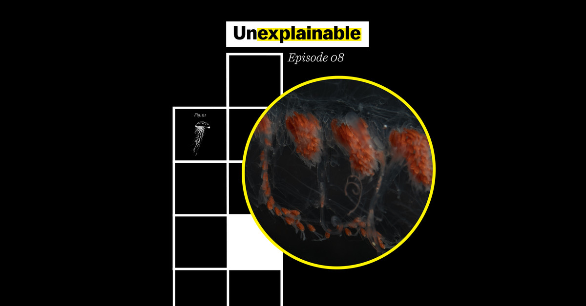 "It’s deep. It’s dark. It’s elusive." The ocean’s twilight zone is full of wonders.