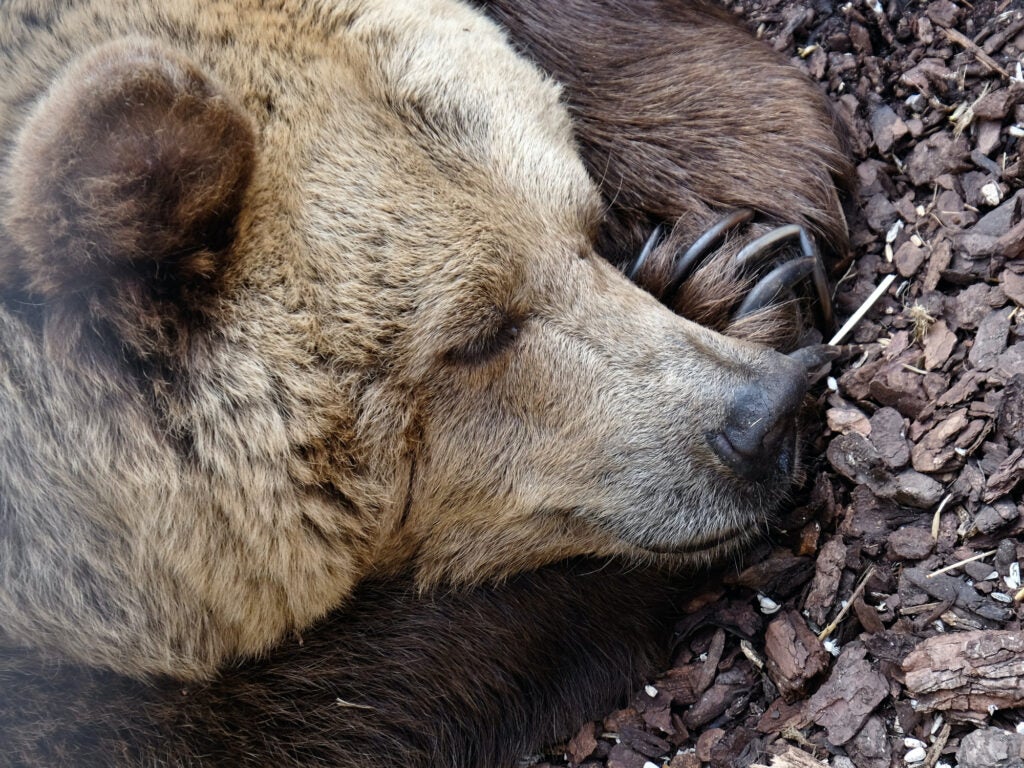 How to keep fat bears (and other bears) out of your trash