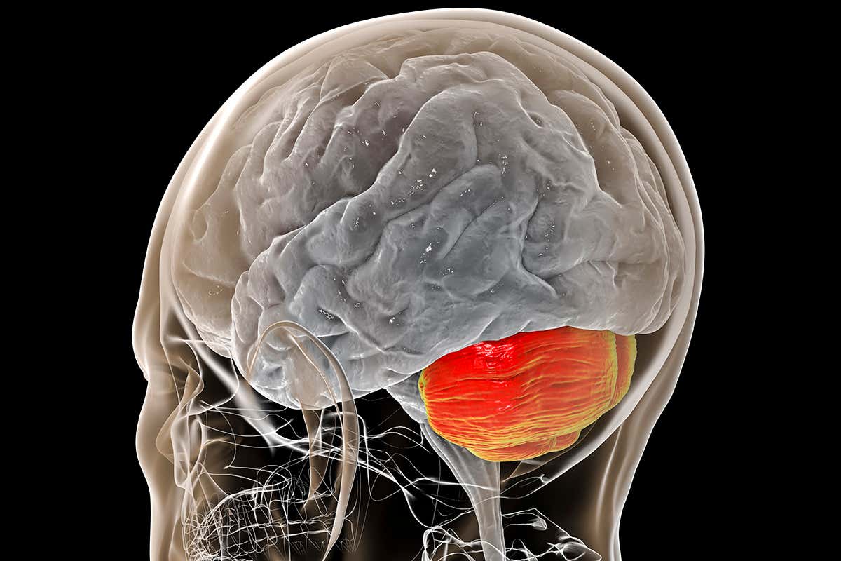 Brain's movement control centre may have had key role in our evolution