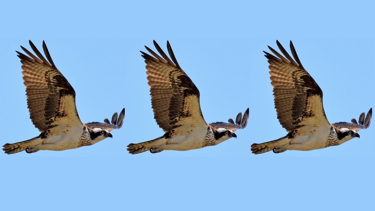 Osprey Polkadot Trust Arrives as Institutional Interest in Altcoins Swells – Altcoins Bitcoin News