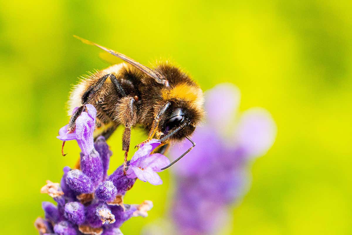 Caffeine-fuelled bumblebees are better at foraging for nectar 19 Caffeine-fuelled bumblebees are better at foraging for nectar