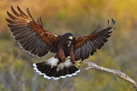 Hawks forward dive and then swoop up to hit the brakes before landing 37 Hawks forward dive and then swoop up to hit the brakes before landing