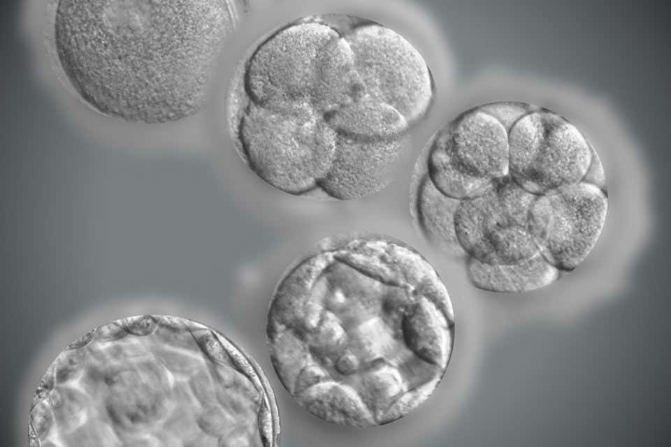 Why two-thirds of IVF embryos suddenly stop developing
