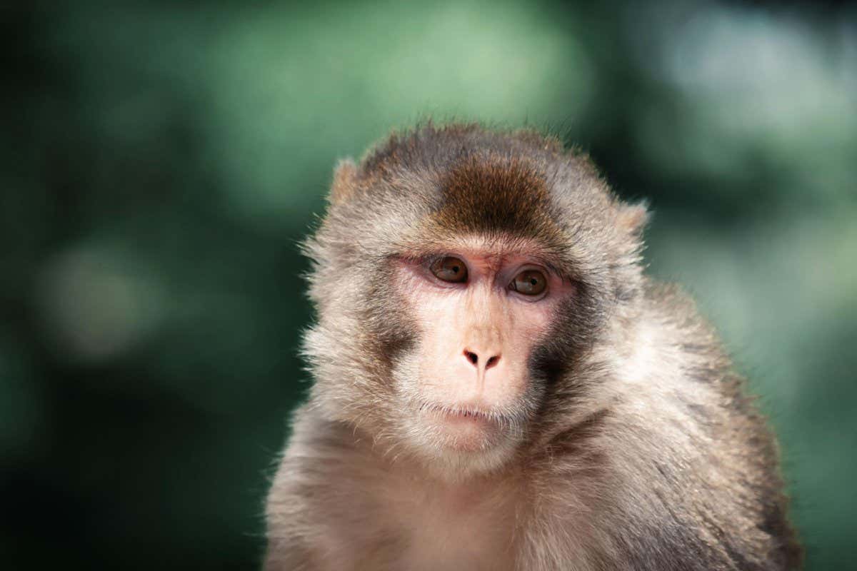Spinal cord stimulation enables paralysed monkeys to move their arms