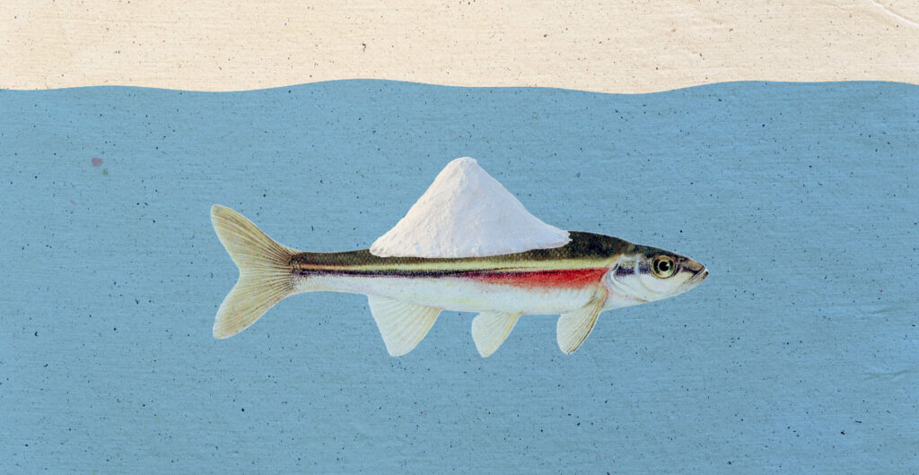 Still salty: why the way we melt winter ice matters in the summer | The Narwhal 90 Still salty: why the way we melt winter ice matters in the summer | The Narwhal