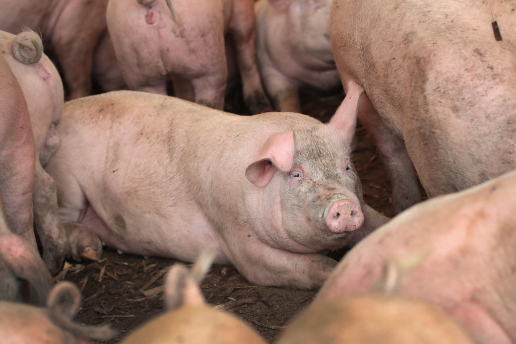 Iowa Supreme Court reverses itself, making it harder to sue hog confinements - Iowa Capital Dispatch