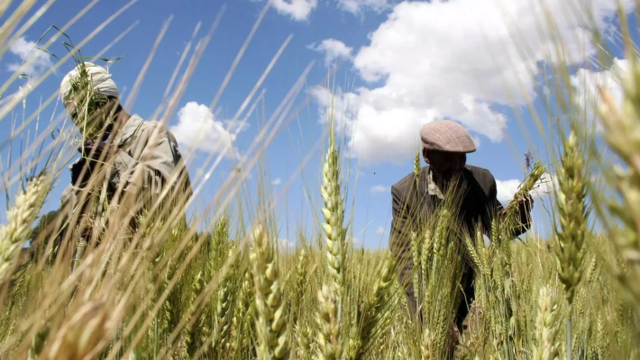 Climate change to affect wheat production, experts warn